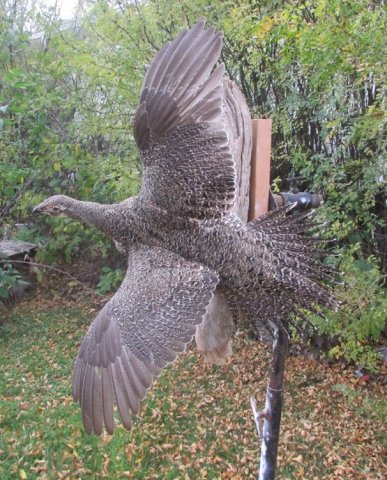 sage grouse