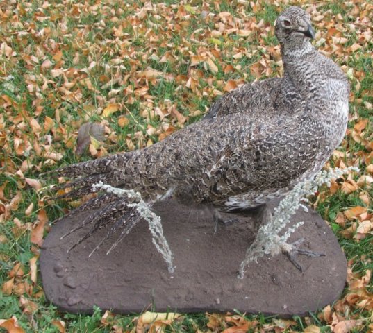 sage grouse