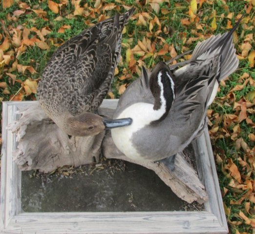 pintail's