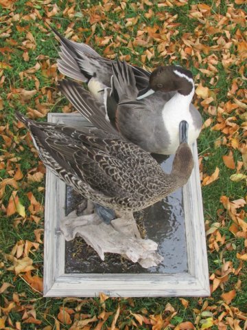 pintail's