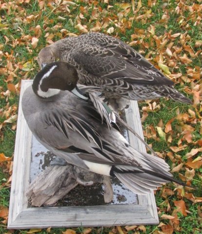 pintail's