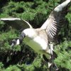 Canada Goose