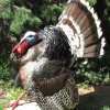 Turkey