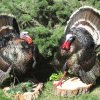 Turkey's