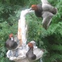 Red Head's