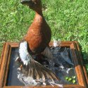 Cinnamon teal