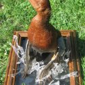 Cinnamon teal