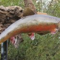 brook trout