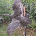 sage grouse