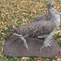 sage grouse