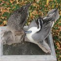 pintail's