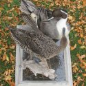 pintail's