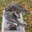 pintail's